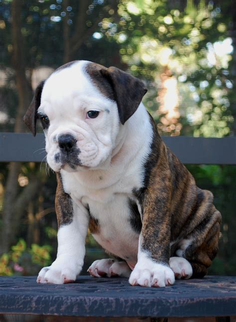 hermes bulldog breeders|Hermes olde english bulldogge.